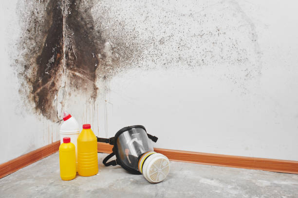 Best Crawl Space Mold Remediation in Columbia, MS