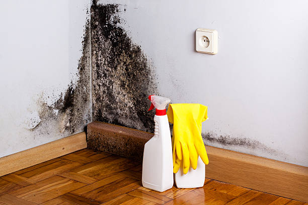 Best Bathroom Mold Remediation in Columbia, MS